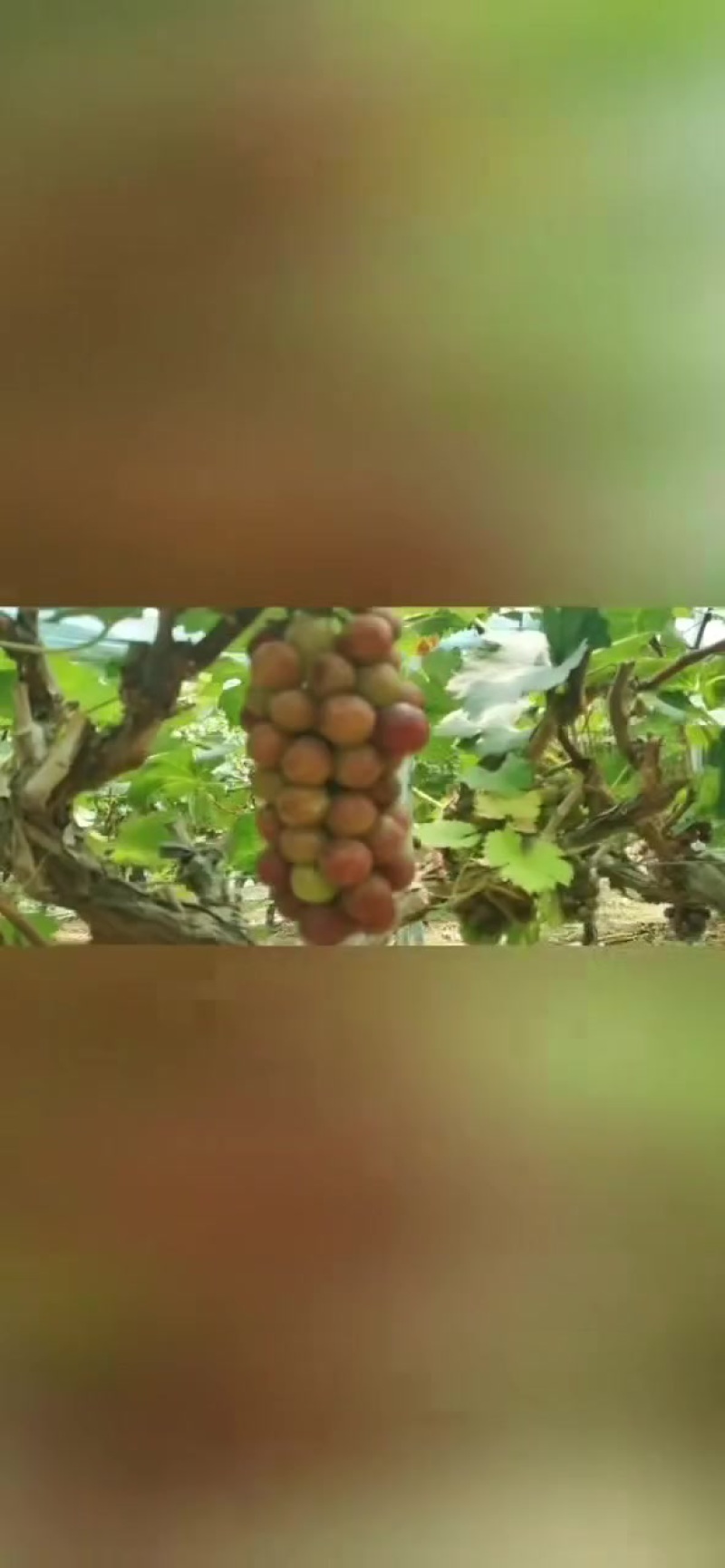 葡萄