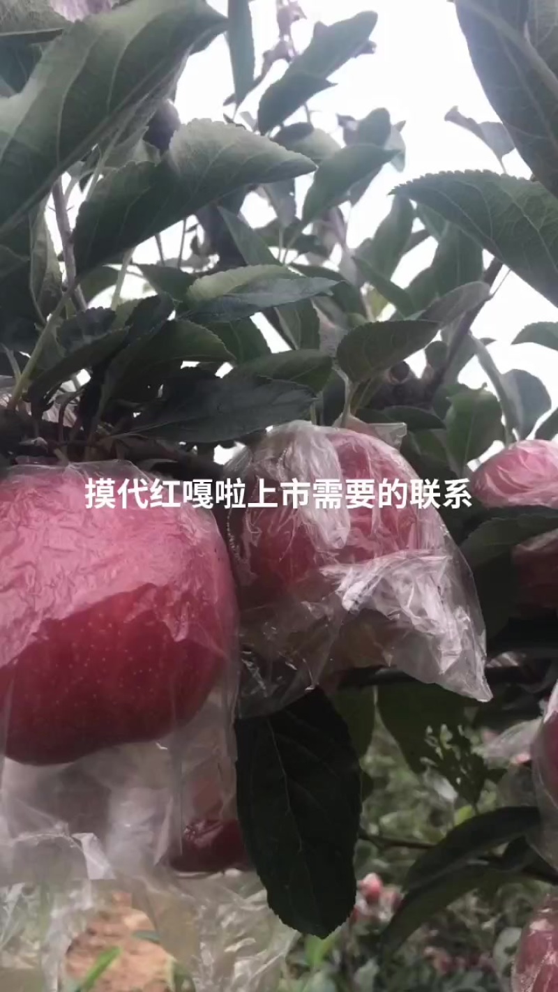 模袋红嘎啦即将上市，需要的老板联系