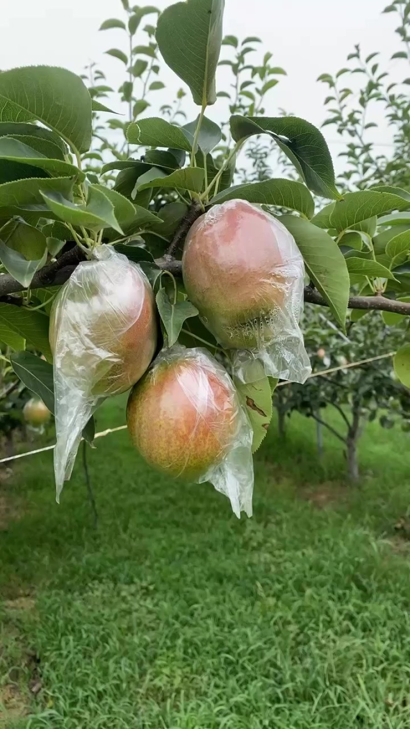 阳信富硒媚梨七号