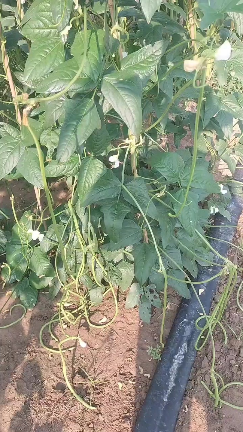 豆角