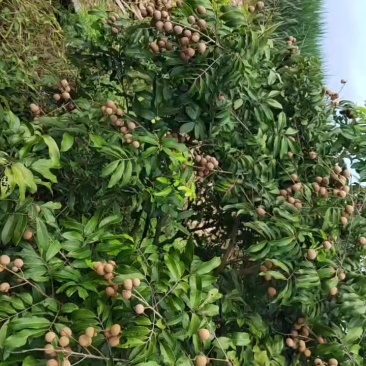 石峡龙眼
