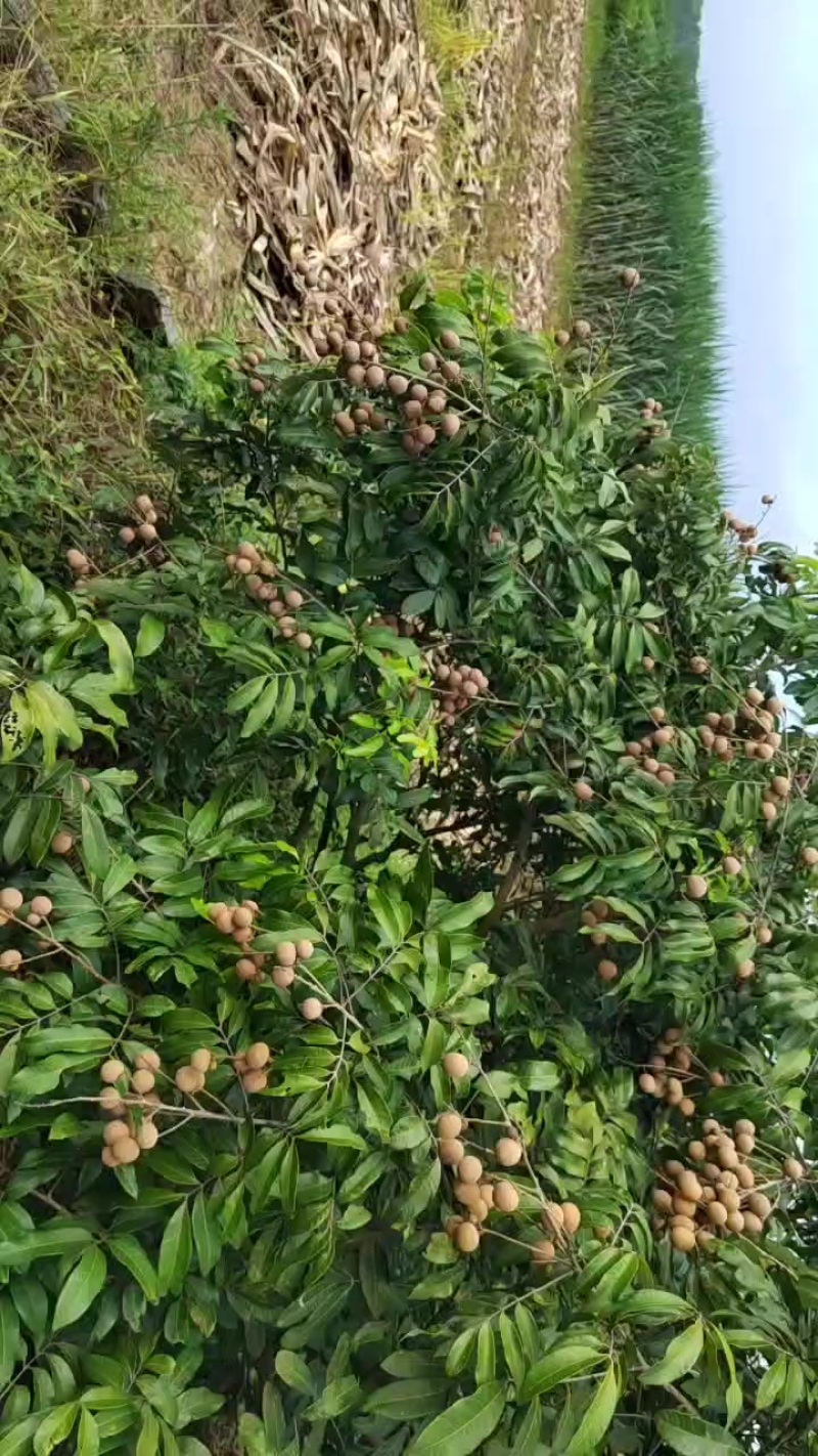 石峡龙眼