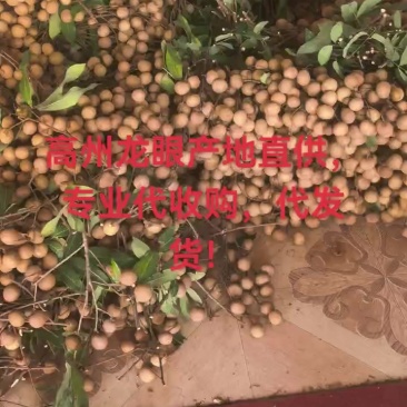 高州龙眼产地直供，专业代收购，代发货！