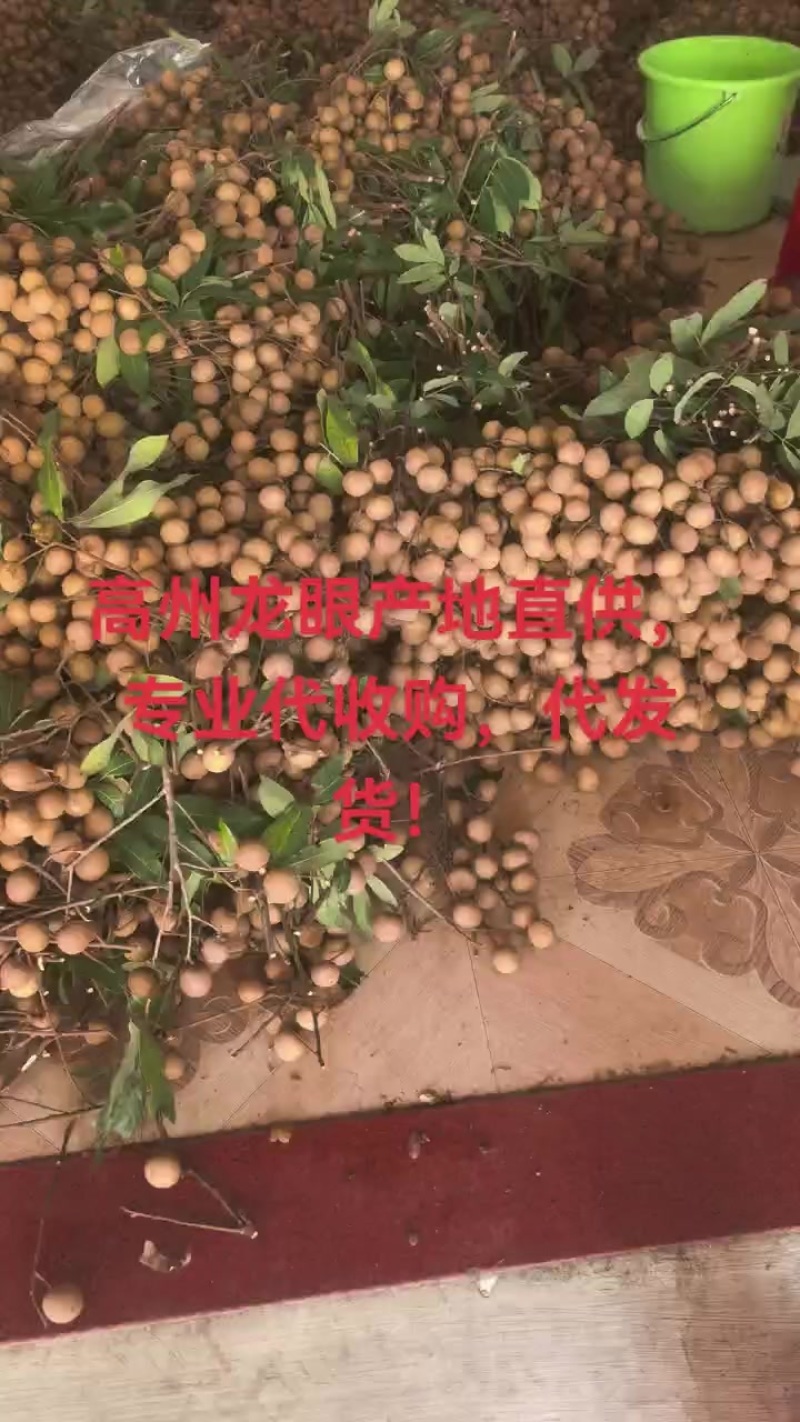 高州龙眼产地直供，专业代收购，代发货！