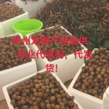高州龙眼产地直供，专业代收购，代发货！