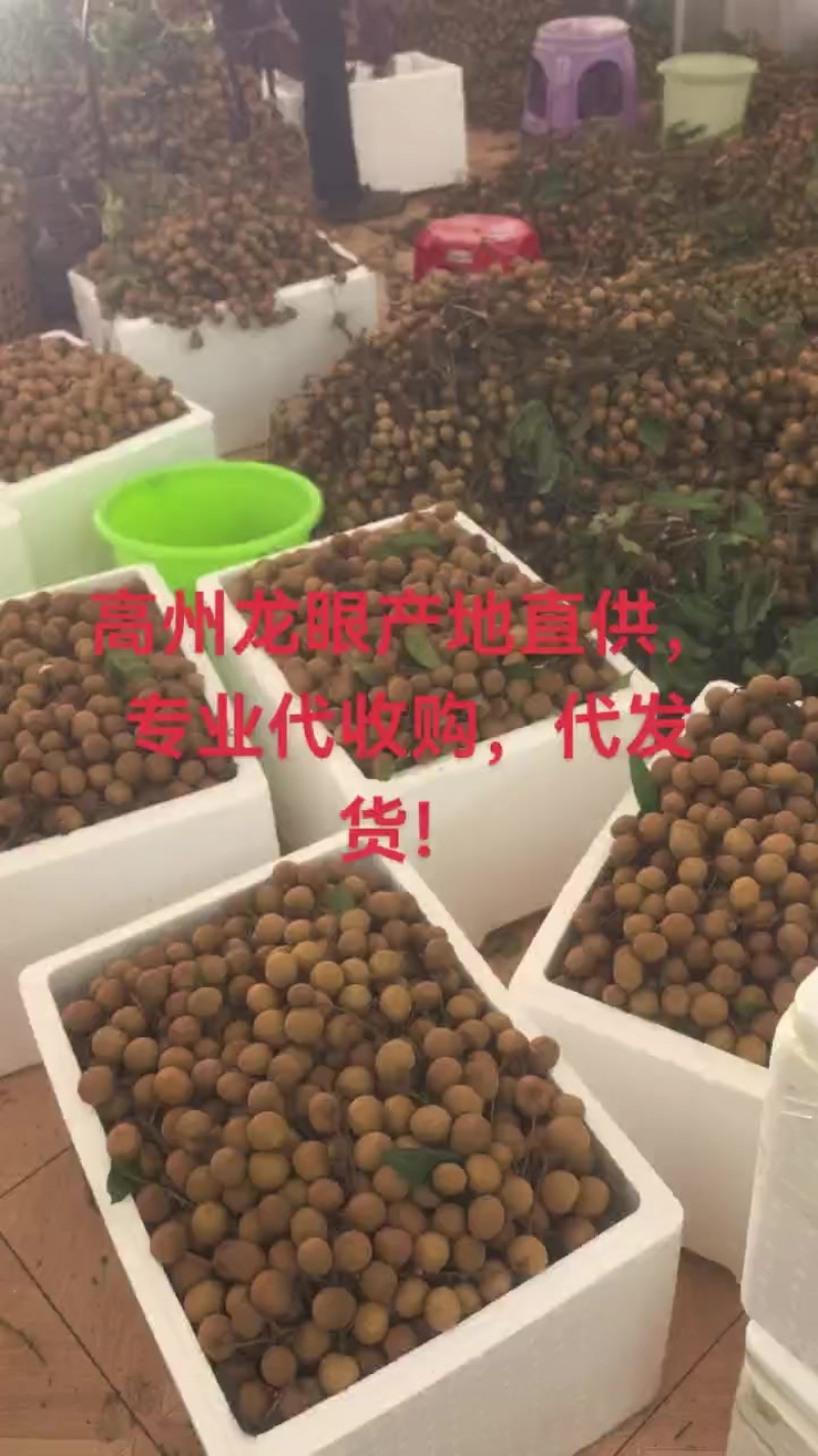 高州龙眼产地直供，专业代收购，代发货！