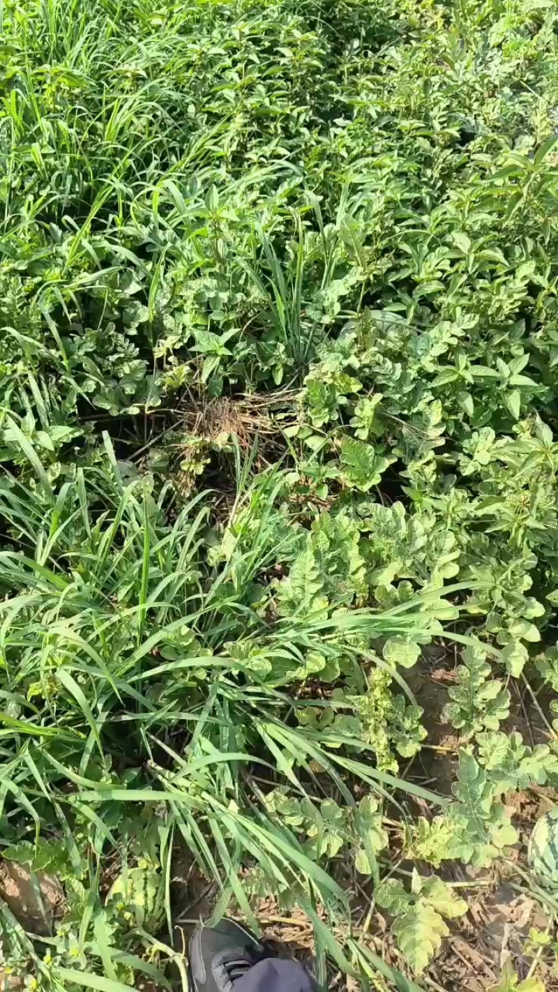 枝江市百里洲镇*迟的一批西瓜马上开园