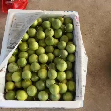 百香果