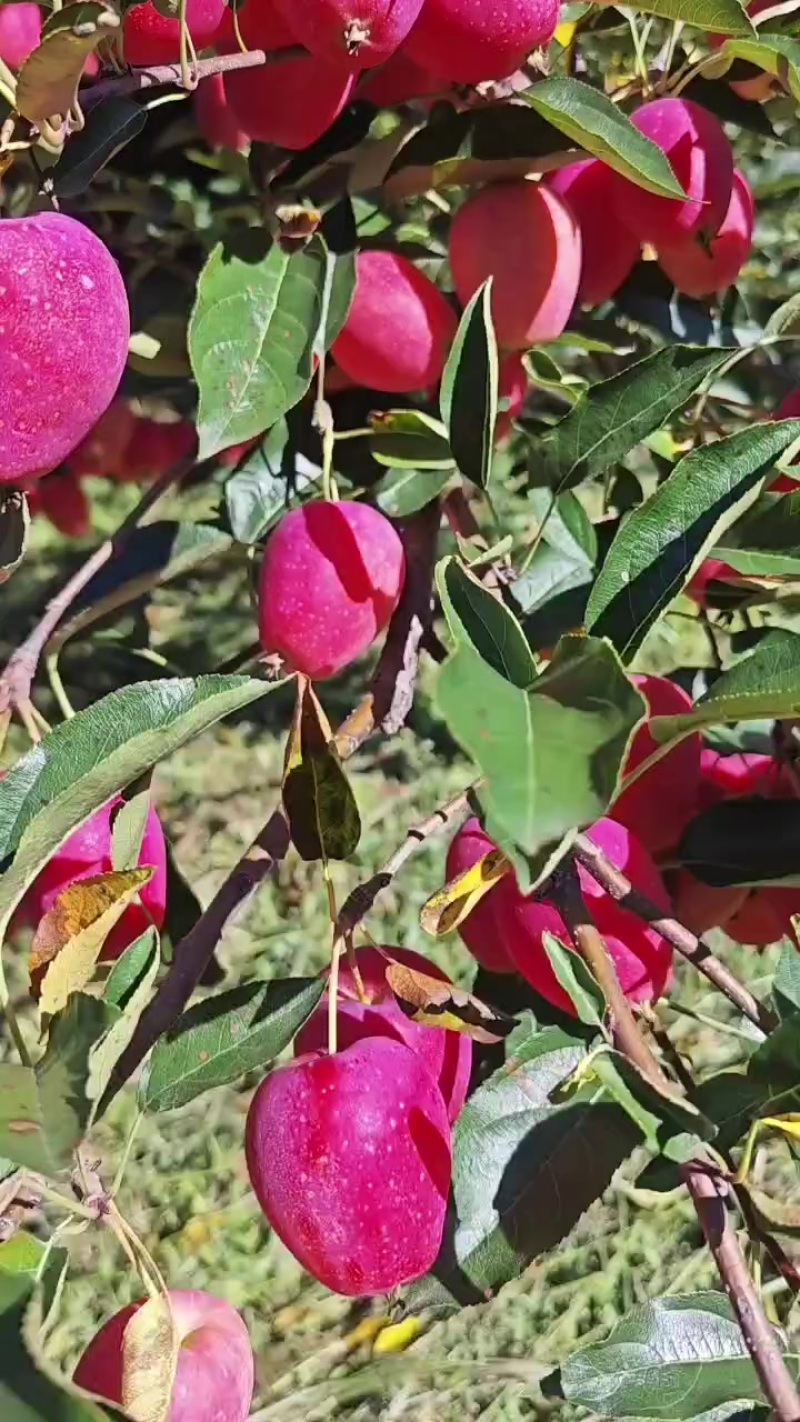 高山鸡心果
