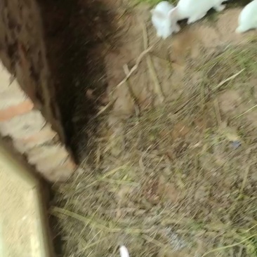 兔子