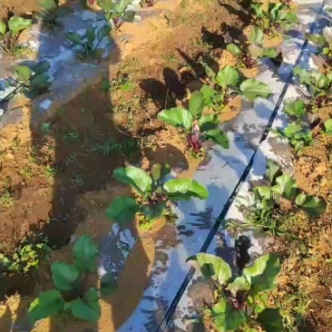 十天后上市，红菜苔，紫菜苔海拔2700