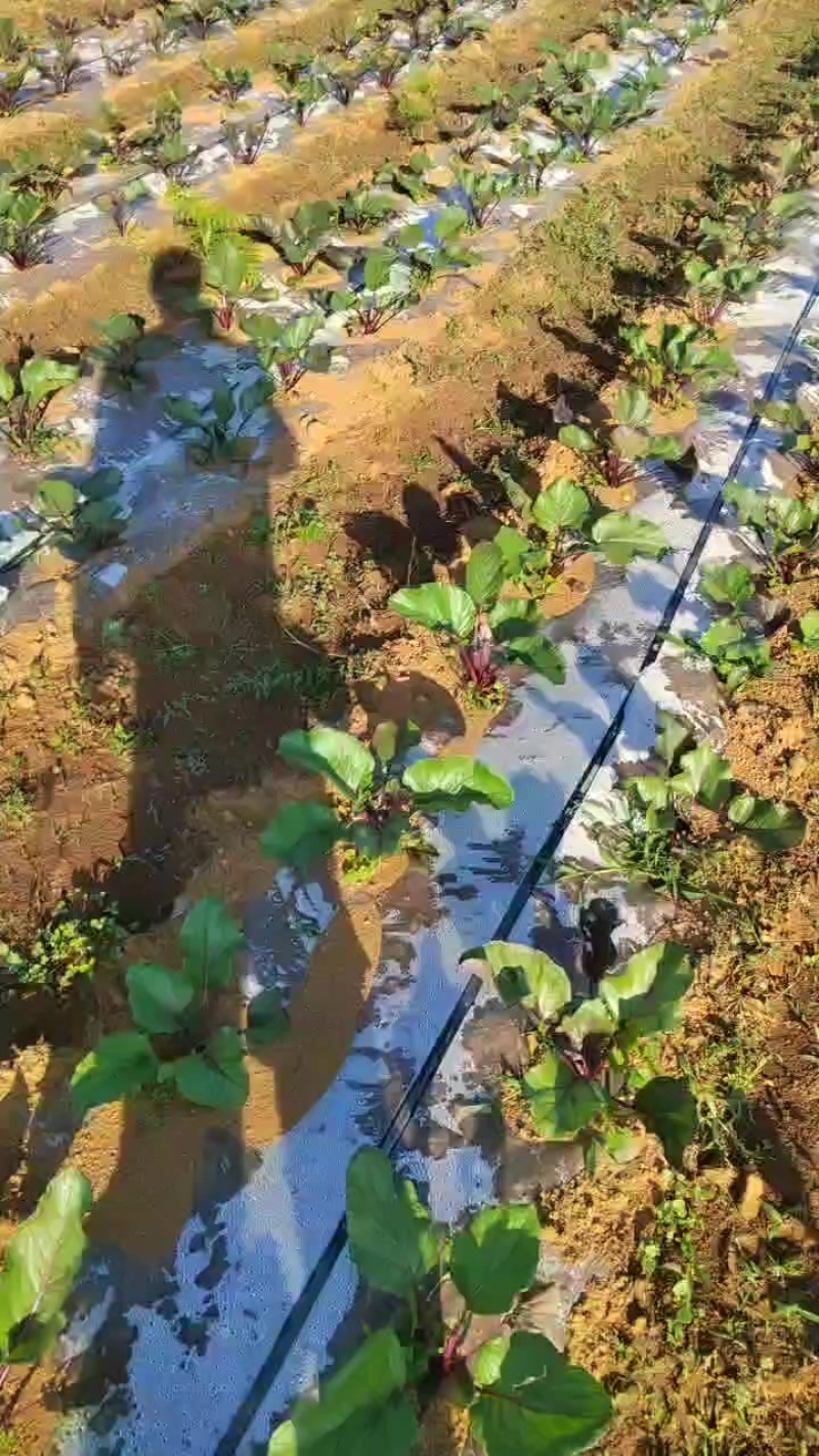 十天后上市，红菜苔，紫菜苔海拔2700