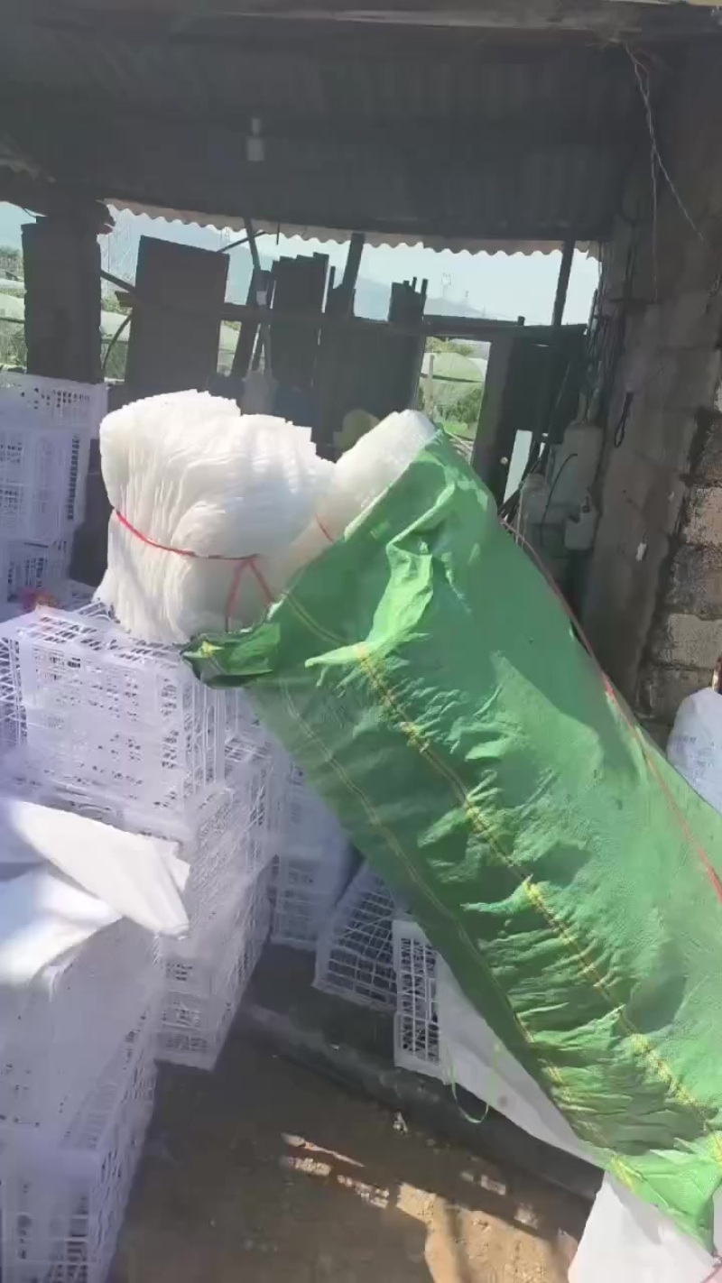 宾川红提，克伦生，阳光玫瑰，蓝宝石
