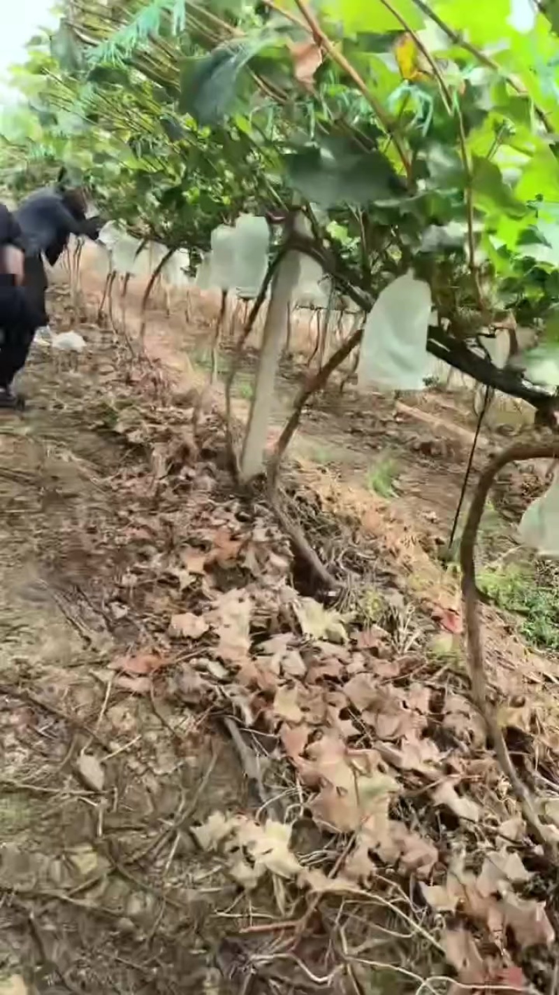 宾川红提，克伦生，阳光玫瑰，蓝宝石