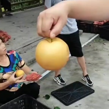 贵州三穗金秋梨，皮薄肉厚，汁水四溢，香甜可口
