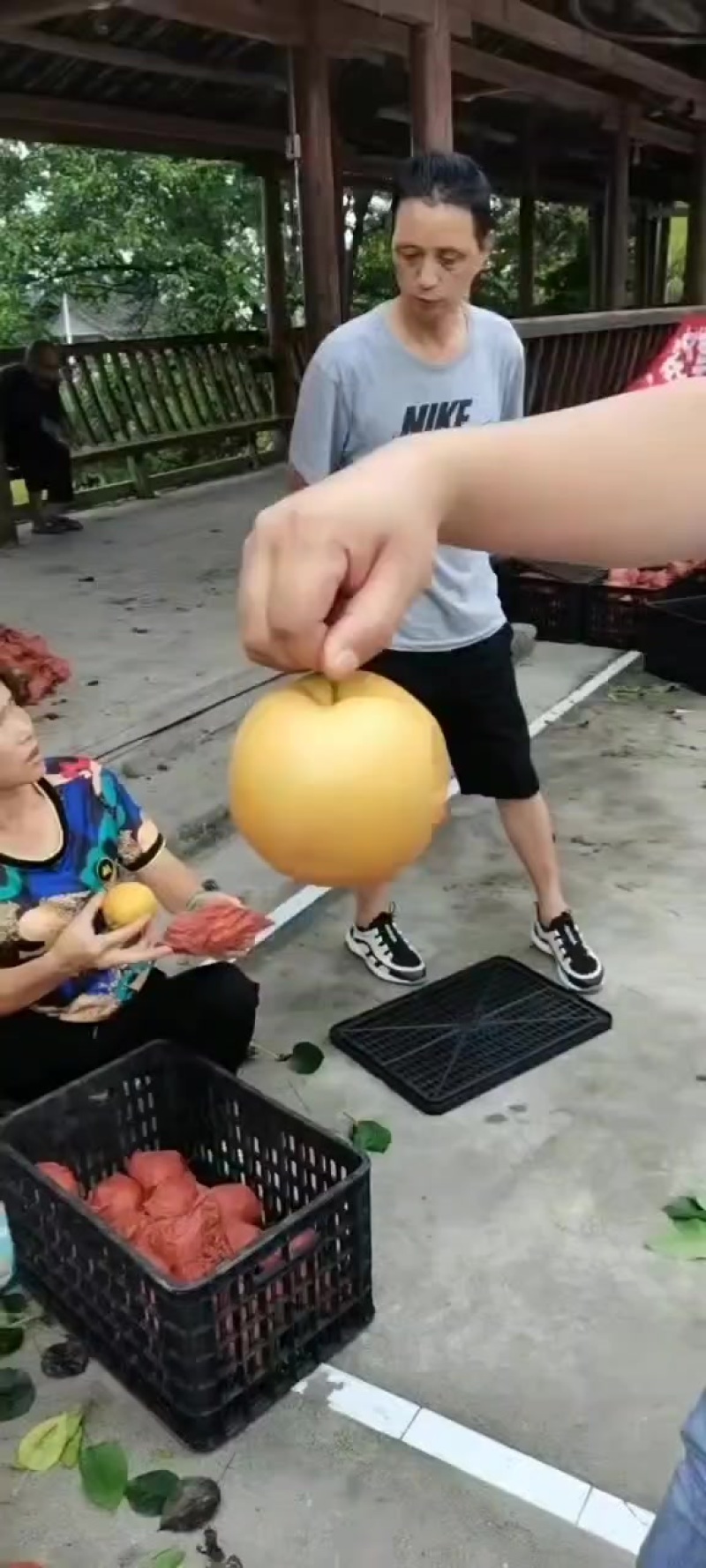 贵州三穗金秋梨，皮薄肉厚，汁水四溢，香甜可口