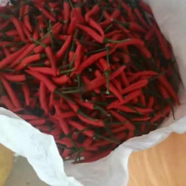 小米辣椒