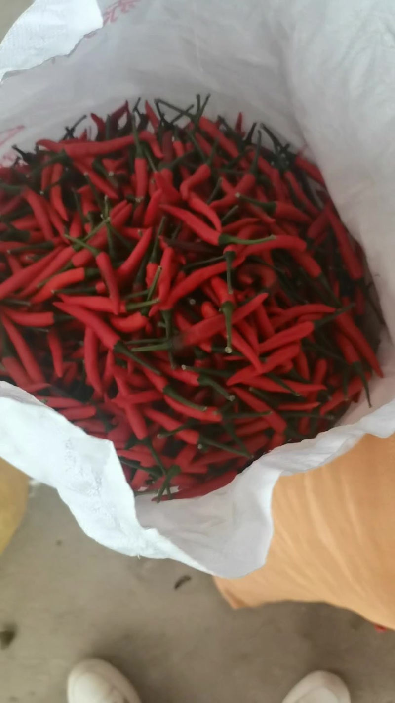 小米辣椒