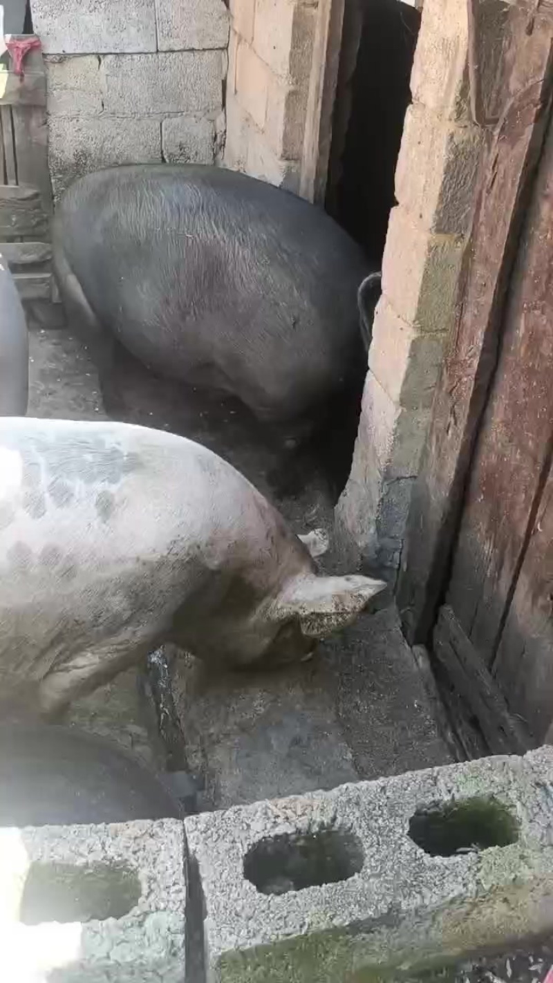 三百多久八块左右单价看上老板联系