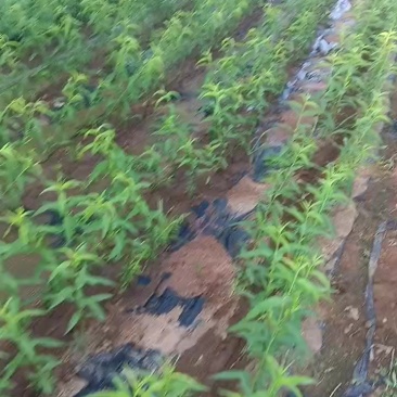 蟠桃苗油桃苗