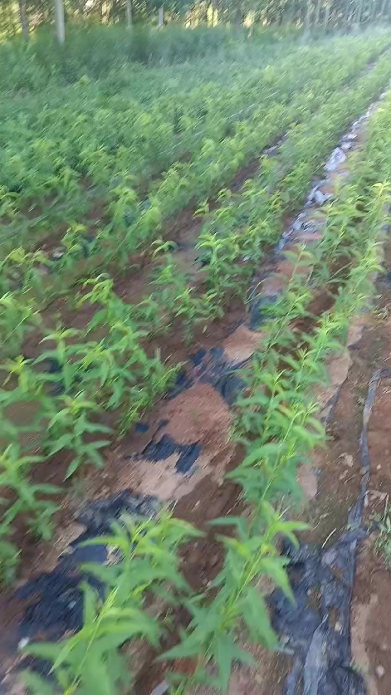 蟠桃苗油桃苗