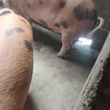 三百多久八块左右单价看上老板联系