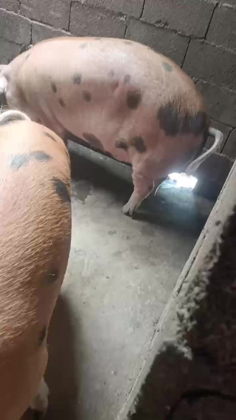 三百多久八块左右单价看上老板联系