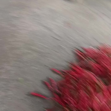 辣椒
