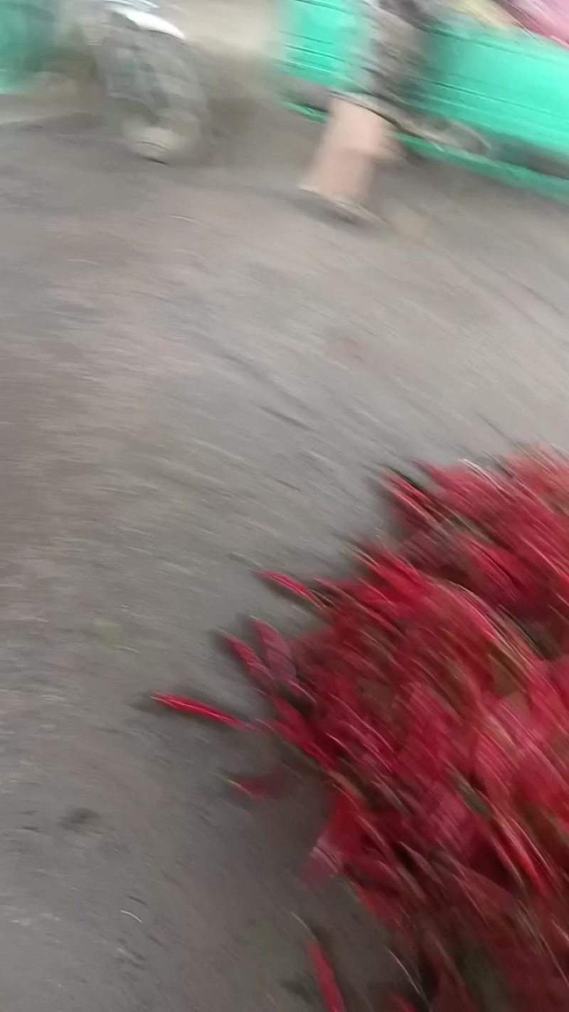 辣椒