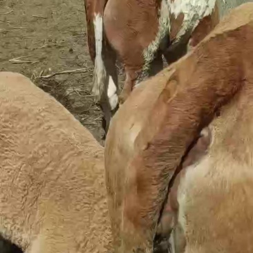 散养的小公牛小母牛质量上乘***********