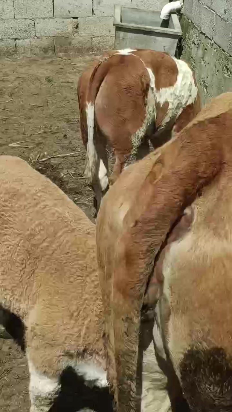 散养的小公牛小母牛质量上乘***********