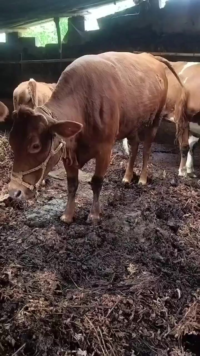 散养的小公牛小母牛质量上乘***********