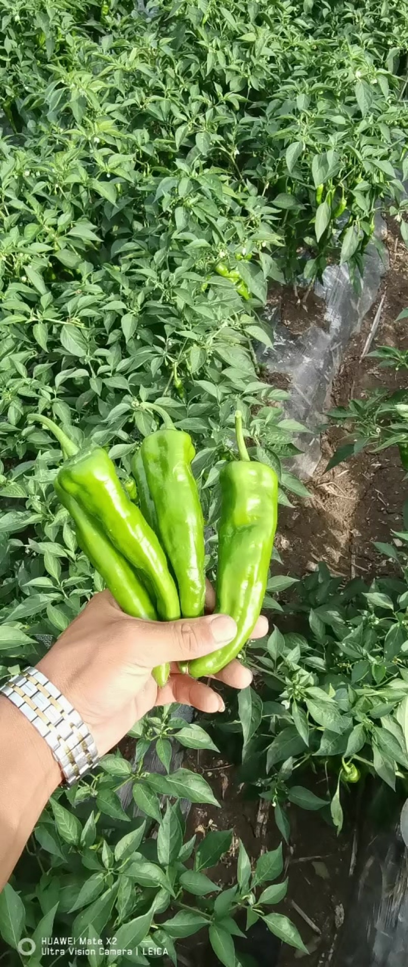 东北辣妹子，辣椒