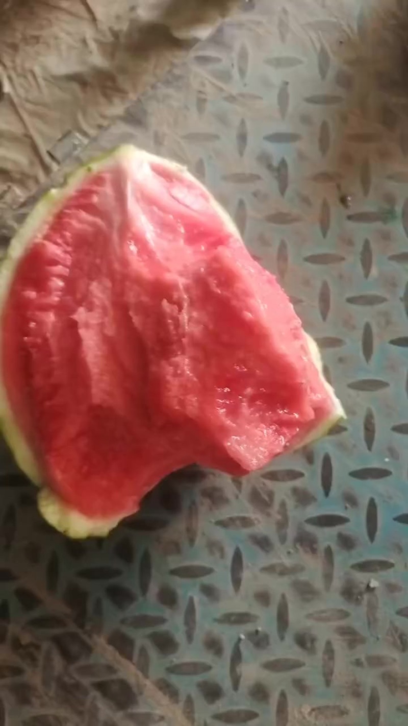 精品麒麟