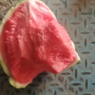 精品麒麟