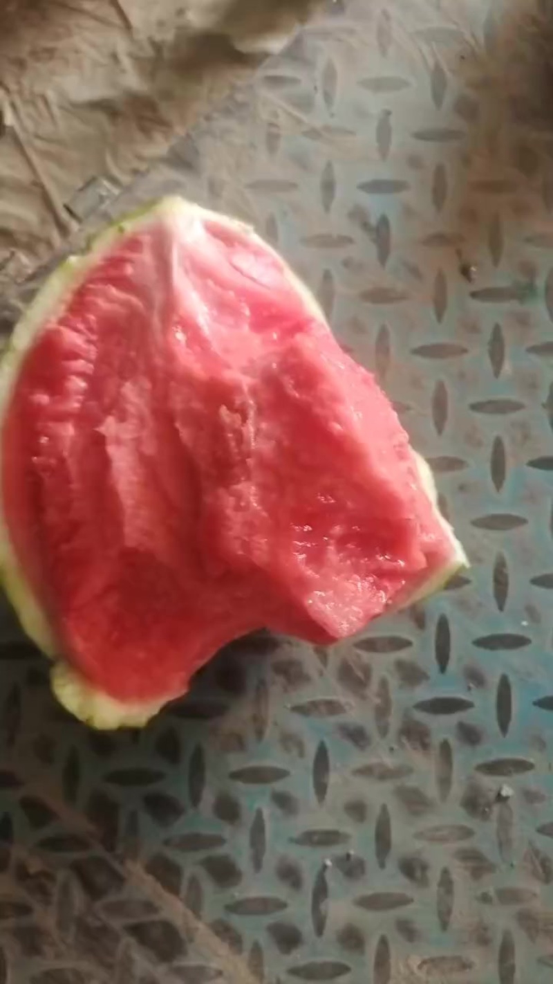 精品麒麟