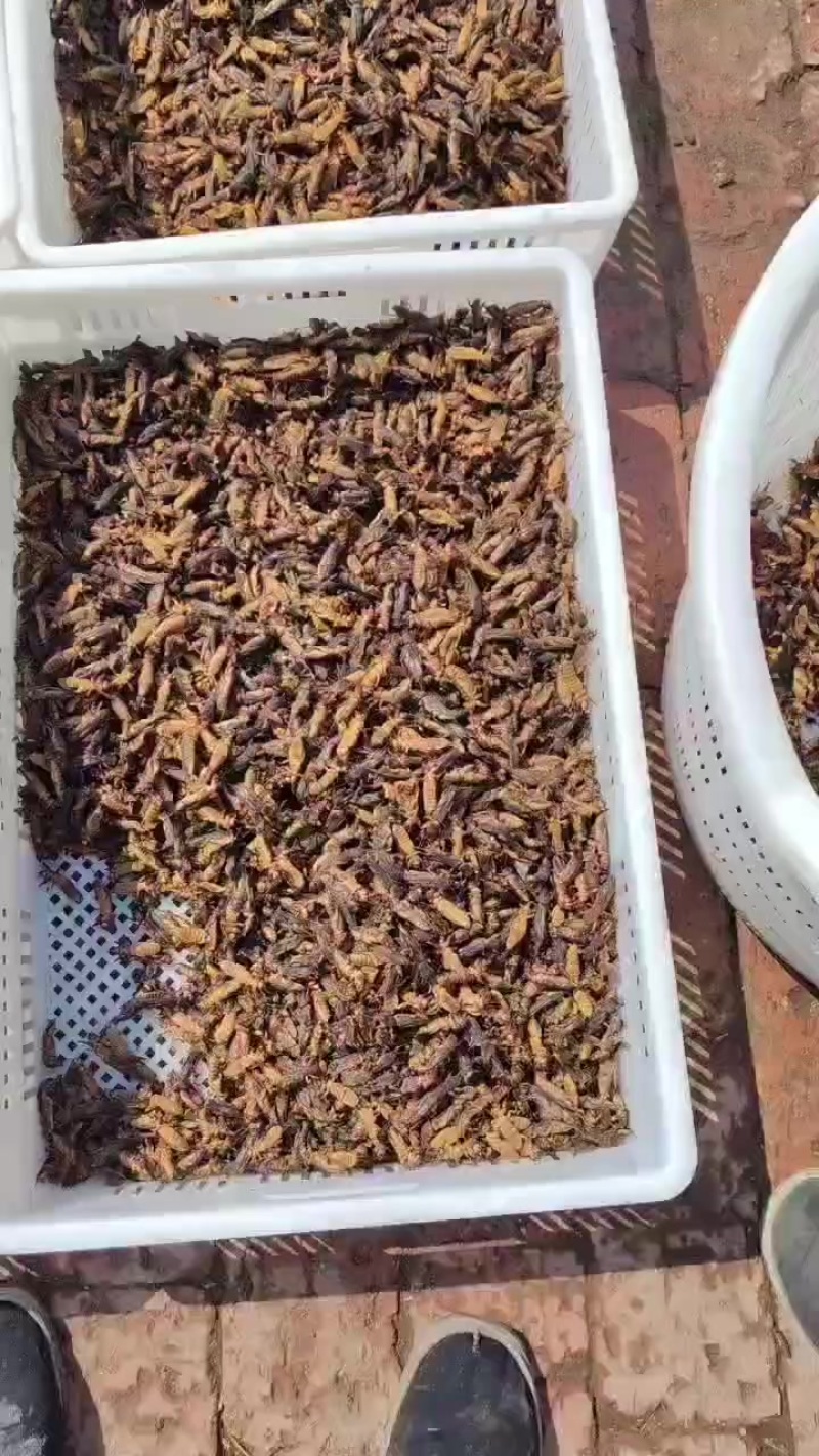 蝼蛄