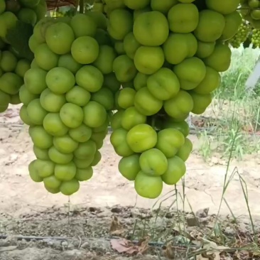 阳光玫瑰葡萄