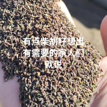 柴胡种子