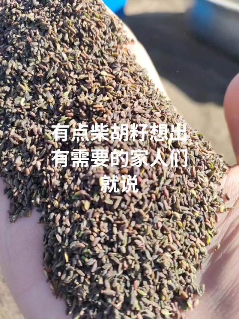 柴胡种子