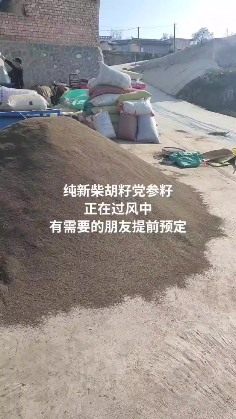 柴胡种子