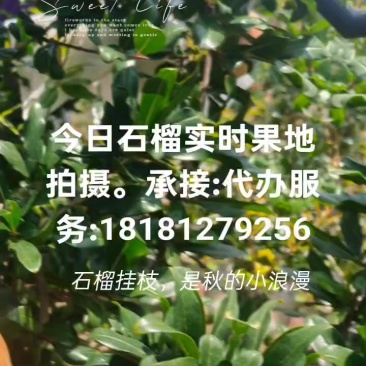 会理突尼斯软籽石榴