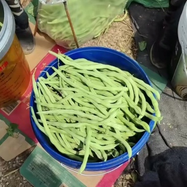 山西无丝豆角