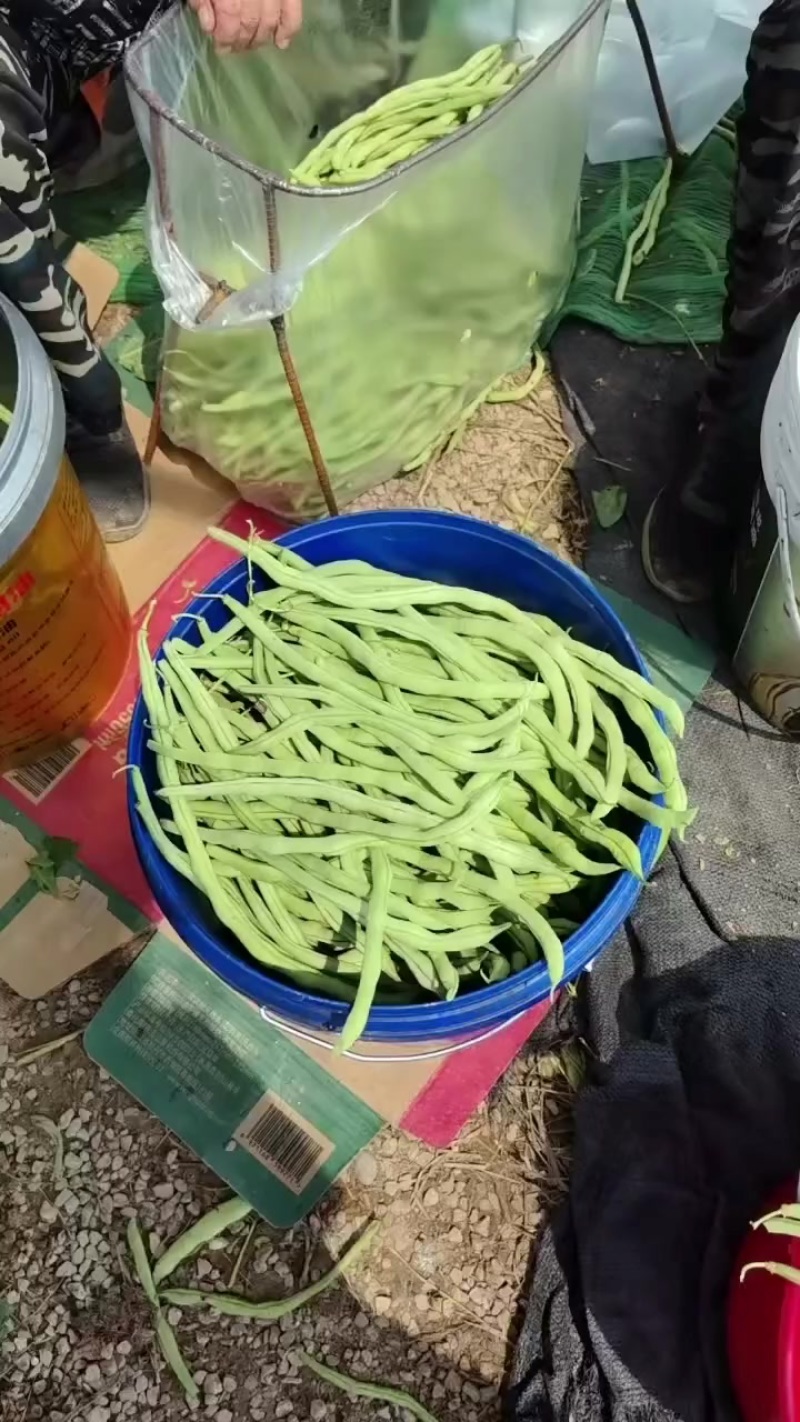 山西无丝豆角