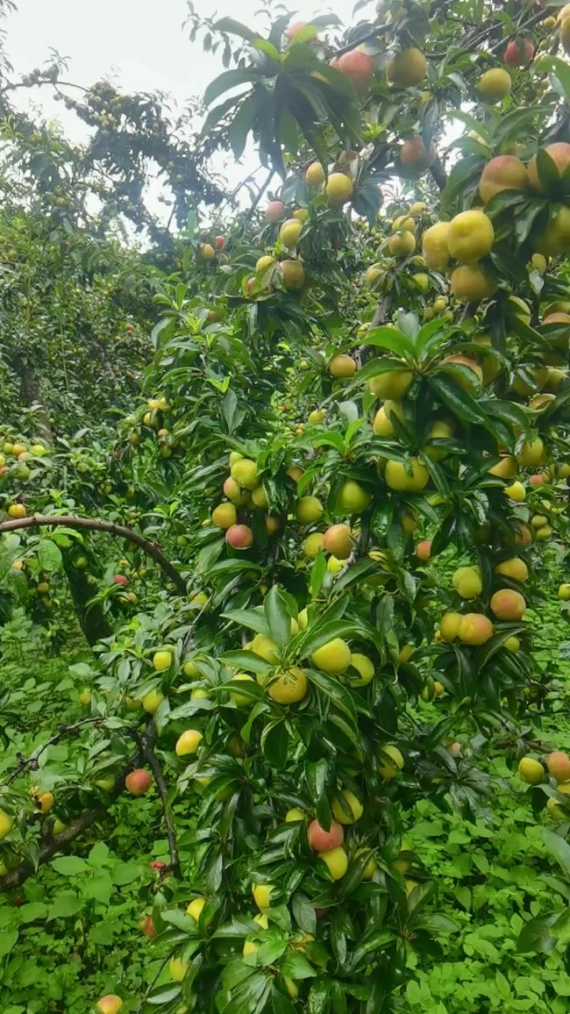 自己种的香脆李30吨上上市