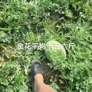 西瓜