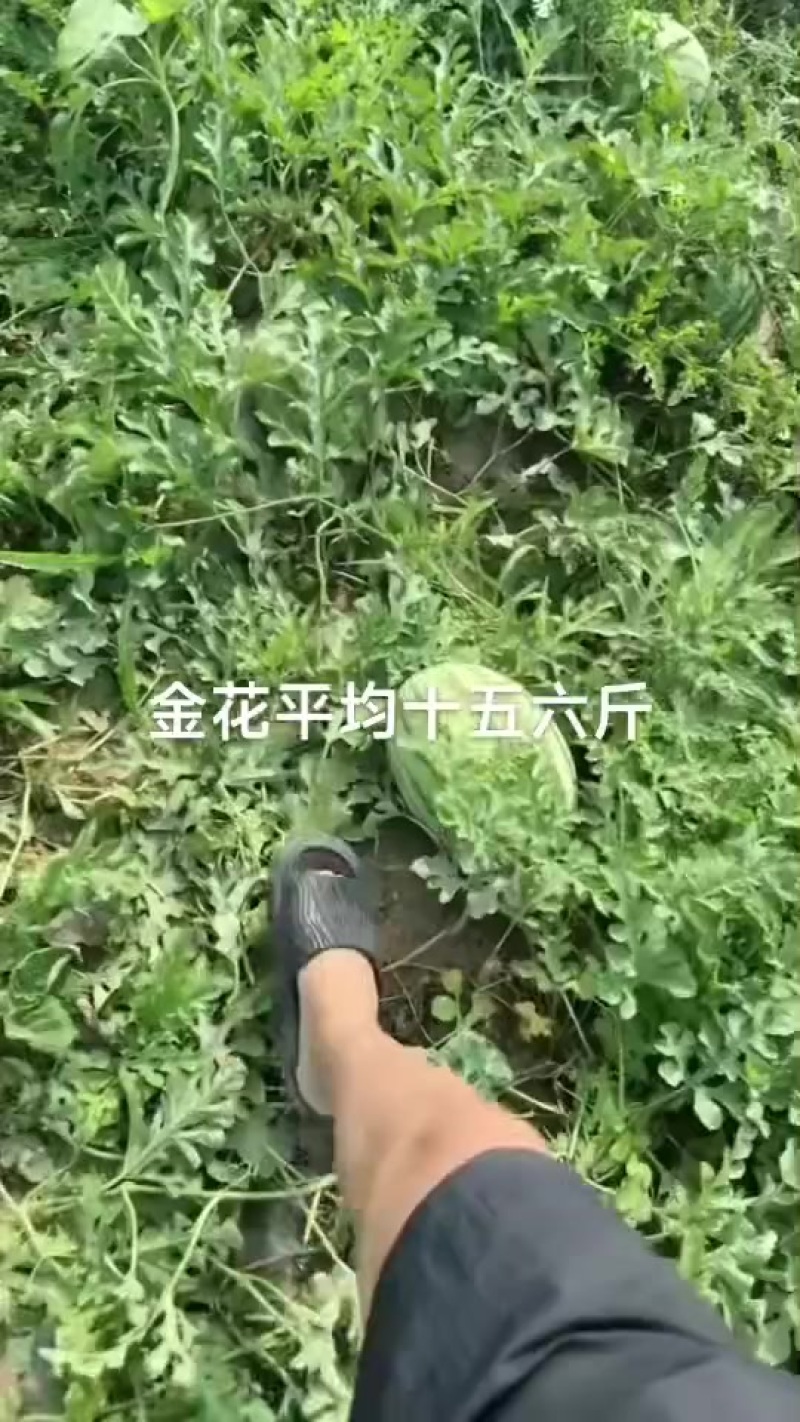 西瓜