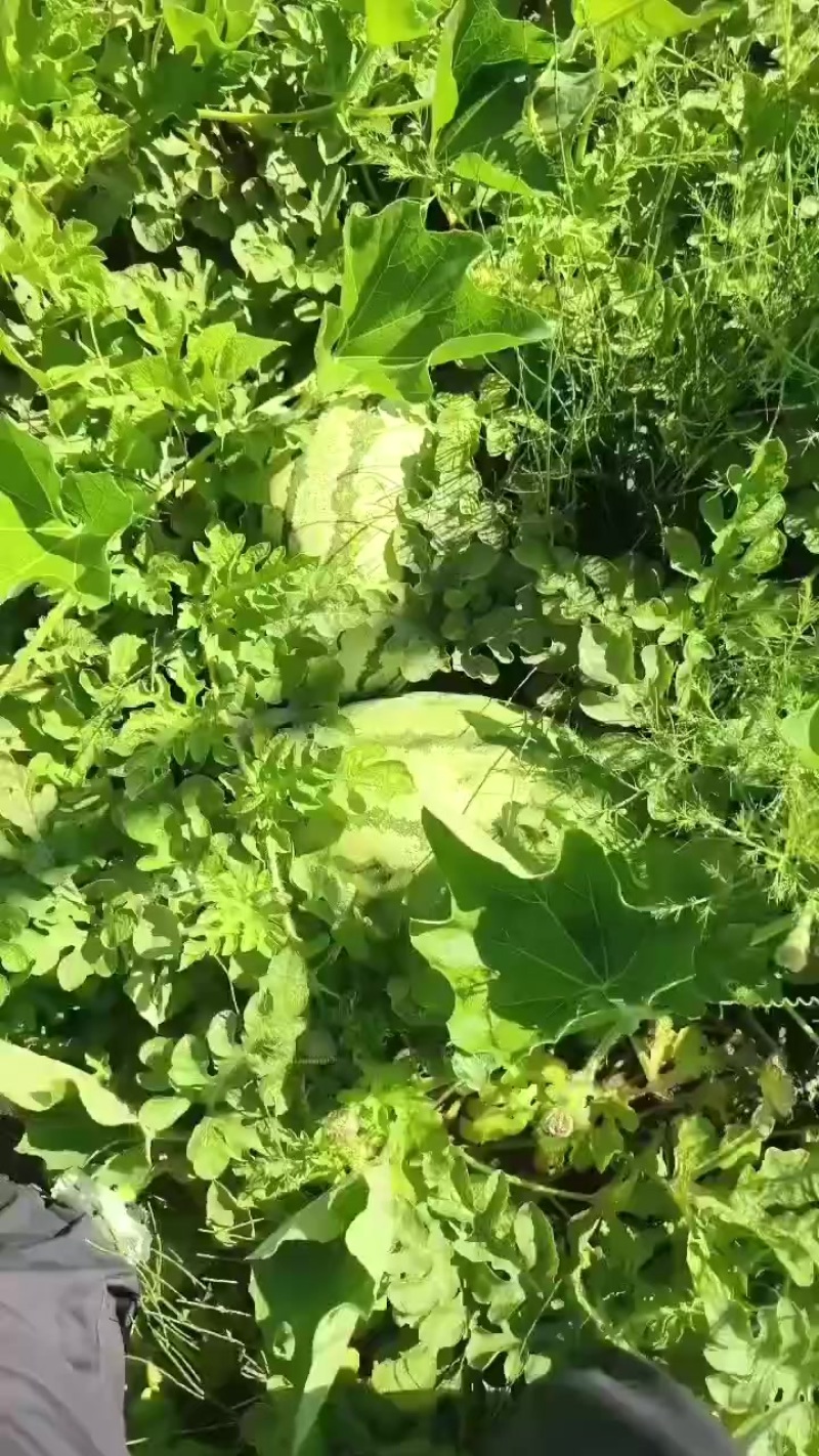西瓜
