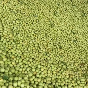 枣脆王大量有货，需要的老板联系，几毛钱一斤了，