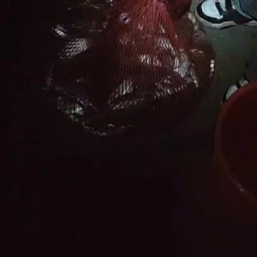 鲫鱼（自己钓的）